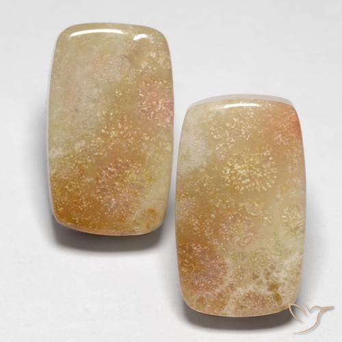 28.47ctw Natural Multicolor Coral fósil, Forma Cojín, Opaco