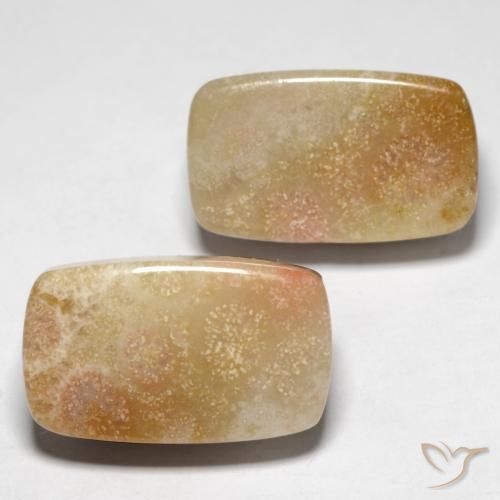 Gemas de Coral fósil Multicolor natural de 28.47 ct, Forma Cojín, Opaco