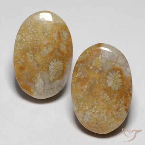 23.76ctw Natural Multicolor Coral fósil, Ovalada, Opaco