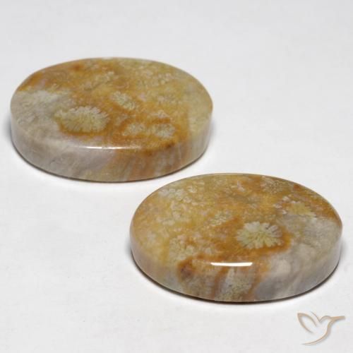 Gemas de Coral fósil Multicolor natural de 23.76 ct, Ovalada, Opaco