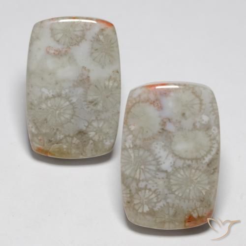 23.76ctw Natural Multicolor Coral fósil, Forma Cojín, Opaco