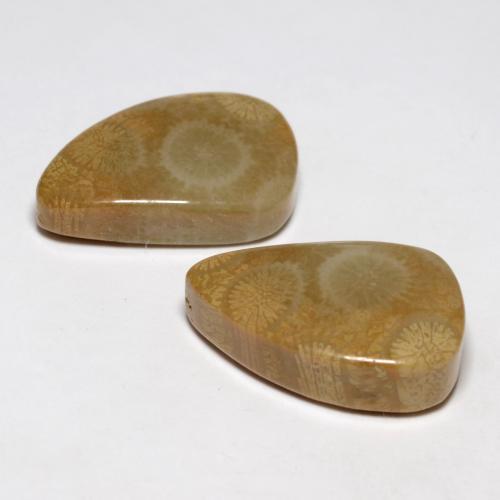 Gemas de Coral fósil Multicolor natural de 21.03 ct, Forma elegante, Opaco