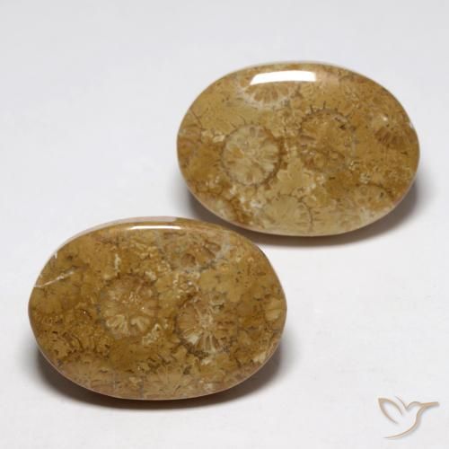 Gemas de Coral fósil Multicolor natural de 26.93 ct, Ovalada, Opaco