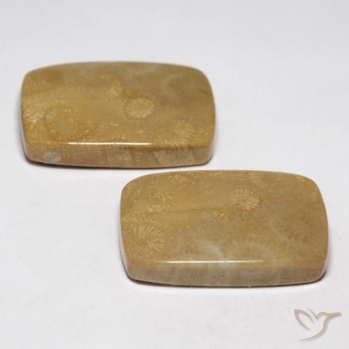 Gemas de Coral fósil Multicolor natural de 35.13 ct, Forma Cojín, Opaco