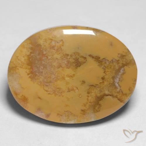 12.65ct Natural Multicolor Coral fósil, Ovalada, Opaco