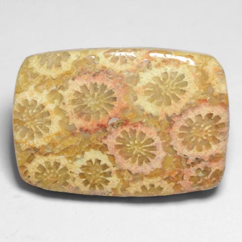 Coral fósil Multicolor natural de 12.20 ct, Corte Cojín, Opaco