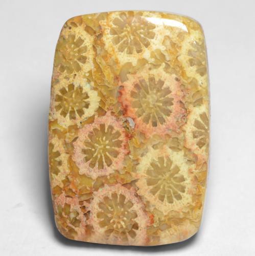 Coral fósil Multicolor natural de 12.20 ct, Corte Cojín, Opaco