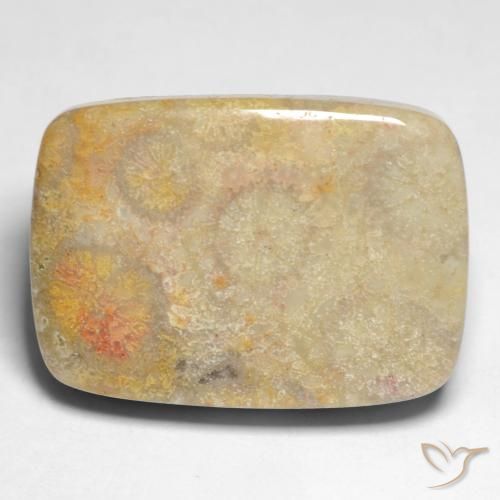 17.45ct Natural Multicolor Coral fósil, Forma Cojín, Opaco