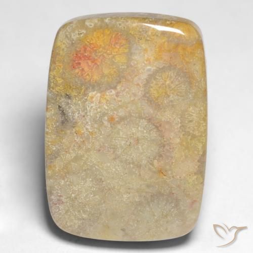 Coral fósil Multicolor natural de 17.45 ct, Forma Cojín, Opaco