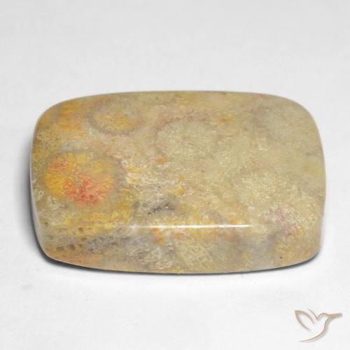 Coral fósil Multicolor natural de 17.45 ct, Forma Cojín, Opaco