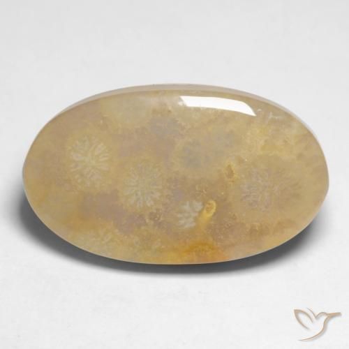 10.66ct Natural Multicolor Coral fósil, Ovalada, Opaco
