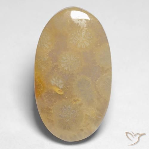 Coral fósil Multicolor natural de 10.66 ct, Ovalada, Opaco