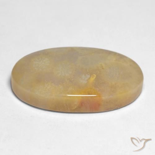 Coral fósil Multicolor natural de 10.66 ct, Ovalada, Opaco