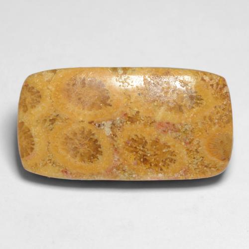 Coral fósil multicolor natural de 11,20 ct, corte cojín, opaco