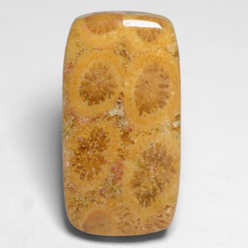 Coral fósil multicolor natural de 11,20 ct, corte cojín, opaco