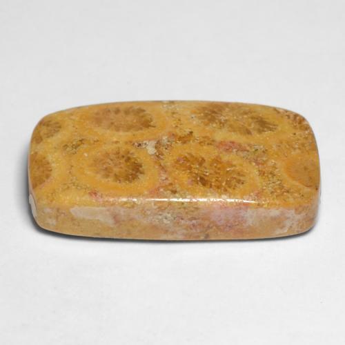 Coral fósil multicolor natural de 11,20 ct, corte cojín, opaco