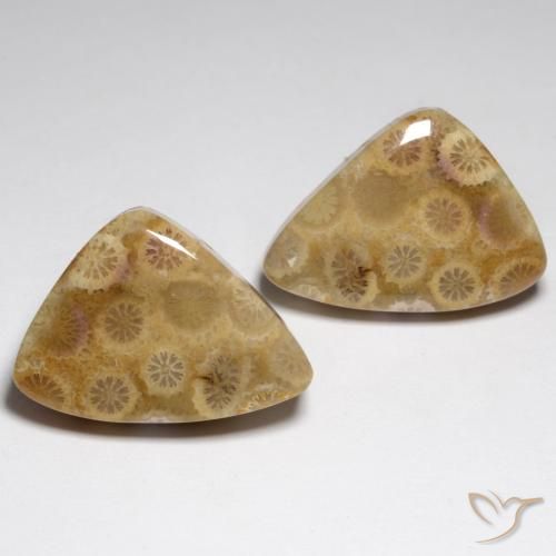 34.79ctw Natural Multicolor Coral fósil, Elegante, Opaco