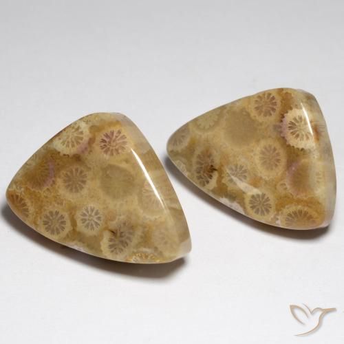 Gemas de Coral fósil Multicolor natural de 34.79 ct, Elegante, Opaco