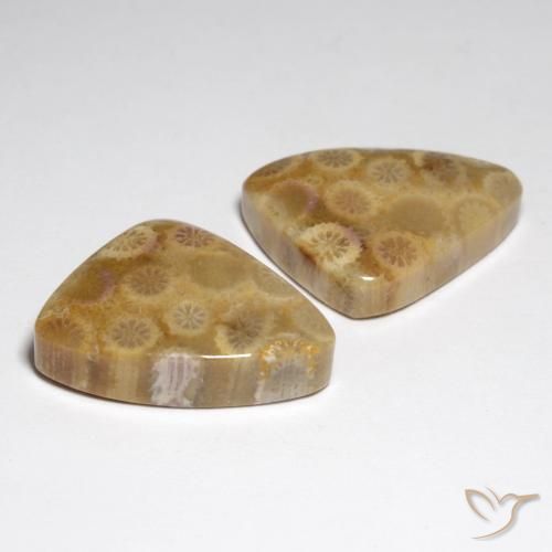 Gemas de Coral fósil Multicolor natural de 34.79 ct, Elegante, Opaco