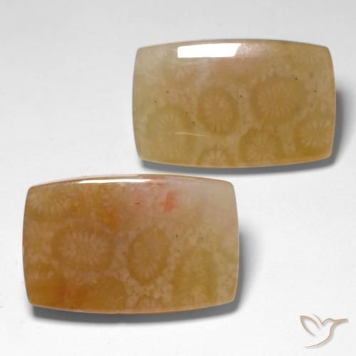 Gemas de Coral fósil Multicolor natural de 31.00 ct, Forma Cojín, Translúcido