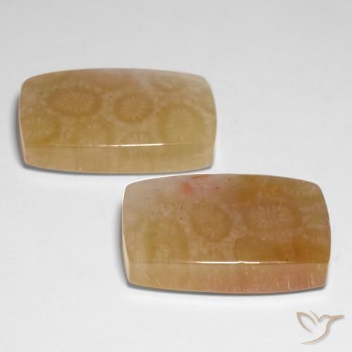 Gemas de Coral fósil Multicolor natural de 31.00 ct, Forma Cojín, Translúcido