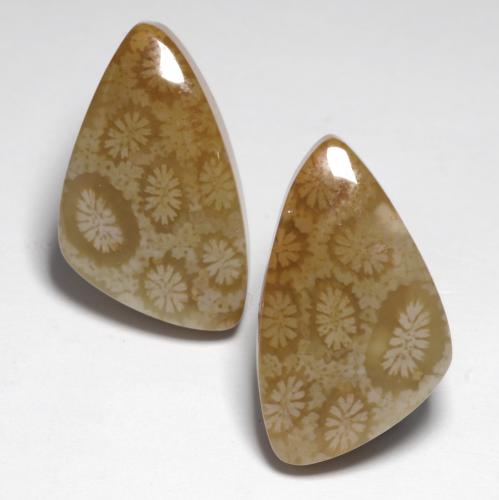 Gemas de Coral fósil Multicolor natural de 24.76 ct, Forma elegante, Opaco