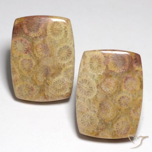 Gemas de coral fósil multicolor natural de 36,05 ct, corte cojín, opaco