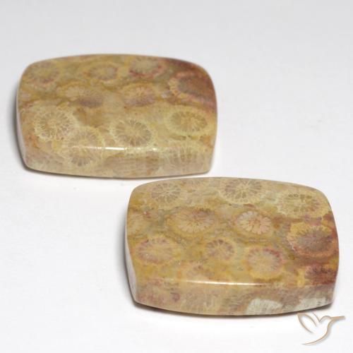 Gemas de coral fósil multicolor natural de 36,05 ct, corte cojín, opaco