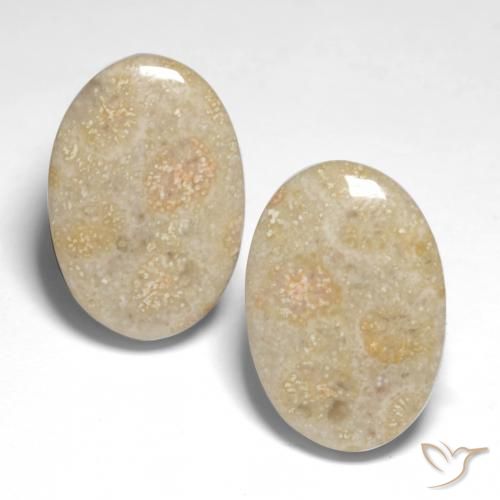 22.68ctw Natural Multicolor Coral fósil, Ovalada, Opaco