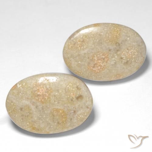Gemas de Coral fósil Multicolor natural de 22.68 ct, Ovalada, Opaco