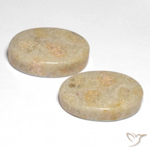 Gemas de Coral fósil Multicolor natural de 22.68 ct, Ovalada, Opaco