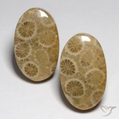 23.24ctw Natural Multicolor Coral fósil, Ovalada, Opaco