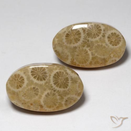 Gemas de Coral fósil Multicolor natural de 23.24 ct, Ovalada, Opaco