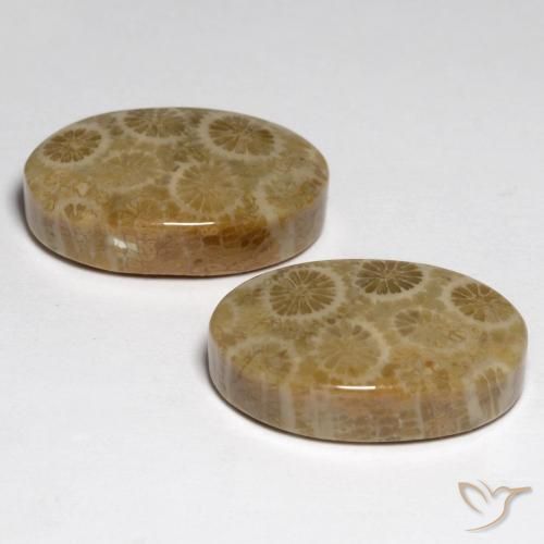 Gemas de Coral fósil Multicolor natural de 23.24 ct, Ovalada, Opaco