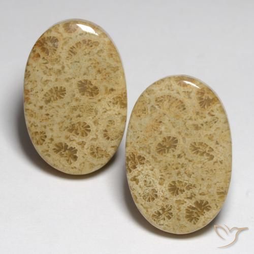 23.80ctw Natural Multicolor Coral fósil, Ovalada, Opaco