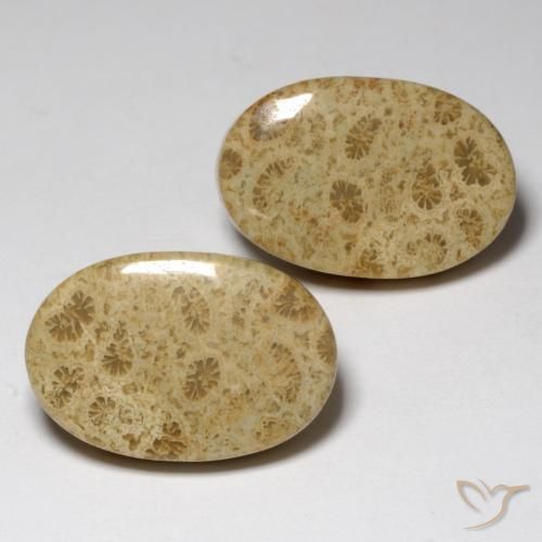 Gemas de Coral fósil Multicolor natural de 23.80 ct, Ovalada, Opaco