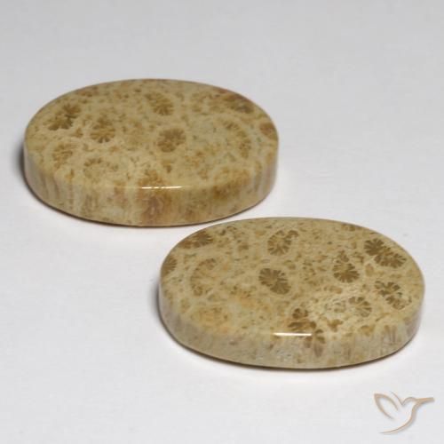 Gemas de Coral fósil Multicolor natural de 23.80 ct, Ovalada, Opaco