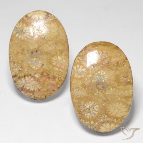 25.82ctw Natural Multicolor Coral fósil, Ovalada, Opaco
