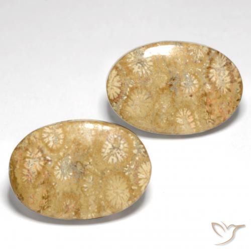 Gemas de Coral fósil Multicolor natural de 25.82 ct, Ovalada, Opaco
