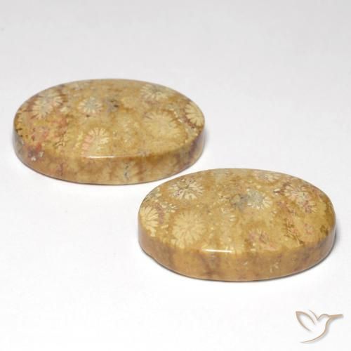 Gemas de Coral fósil Multicolor natural de 25.82 ct, Ovalada, Opaco