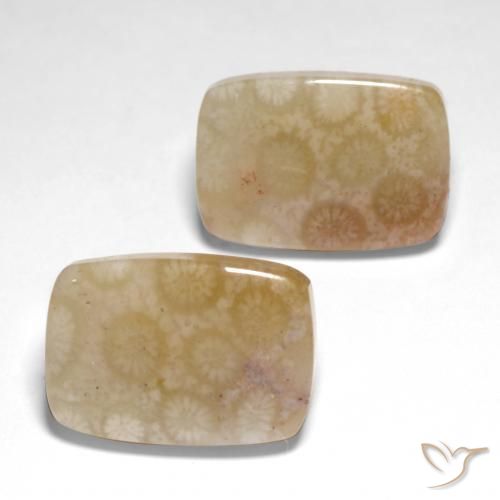 Gemas de Coral fósil Multicolor natural de 26.04 ct, Forma Cojín, Translúcido