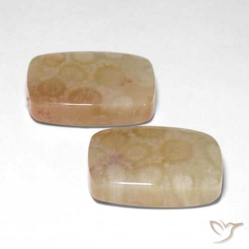 Gemas de Coral fósil Multicolor natural de 26.04 ct, Forma Cojín, Translúcido