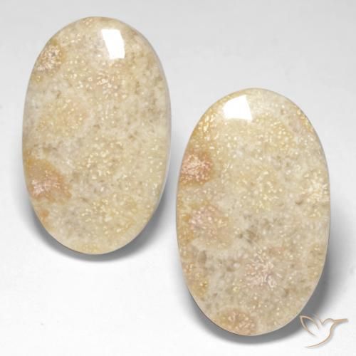 29.31ctw Natural Multicolor Coral fósil, Ovalada, Opaco