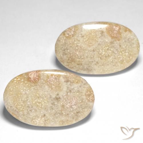 Gemas de Coral fósil Multicolor natural de 29.31 ct, Ovalada, Opaco