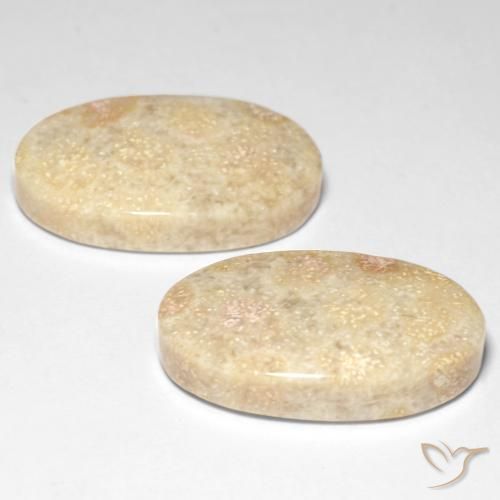 Gemas de Coral fósil Multicolor natural de 29.31 ct, Ovalada, Opaco