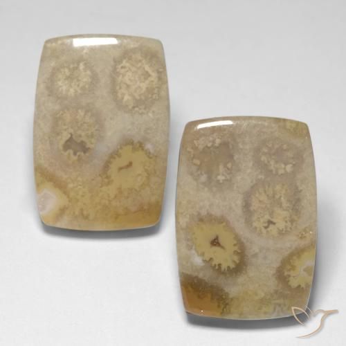 23.83ctw Natural Multicolor Coral fósil, Forma Cojín, Opaco