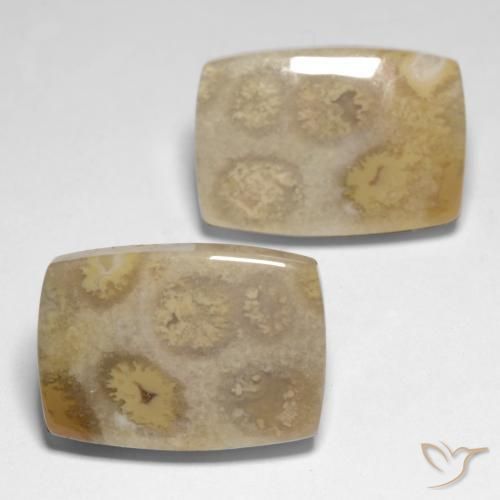 Gemas de Coral fósil Multicolor natural de 23.83 ct, Forma Cojín, Opaco
