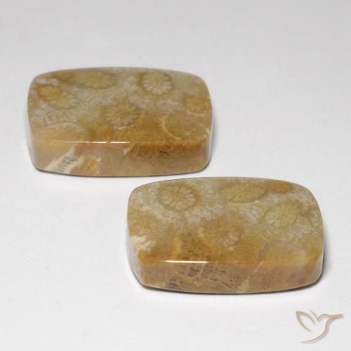 Gemas de Coral fósil Multicolor natural de 34.24 ct, Forma Cojín, Opaco
