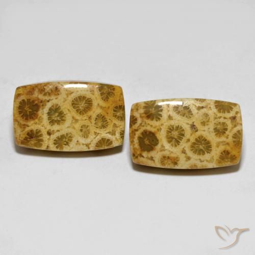 25.29ctw Natural Multicolor Coral fósil, Forma Cojín, Opaco