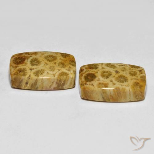 Gemas de Coral fósil Multicolor natural de 25.29 ct, Forma Cojín, Opaco